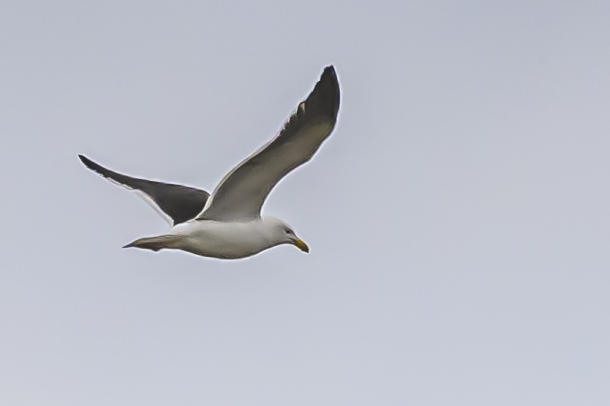 Kelp Gull - ML619623238