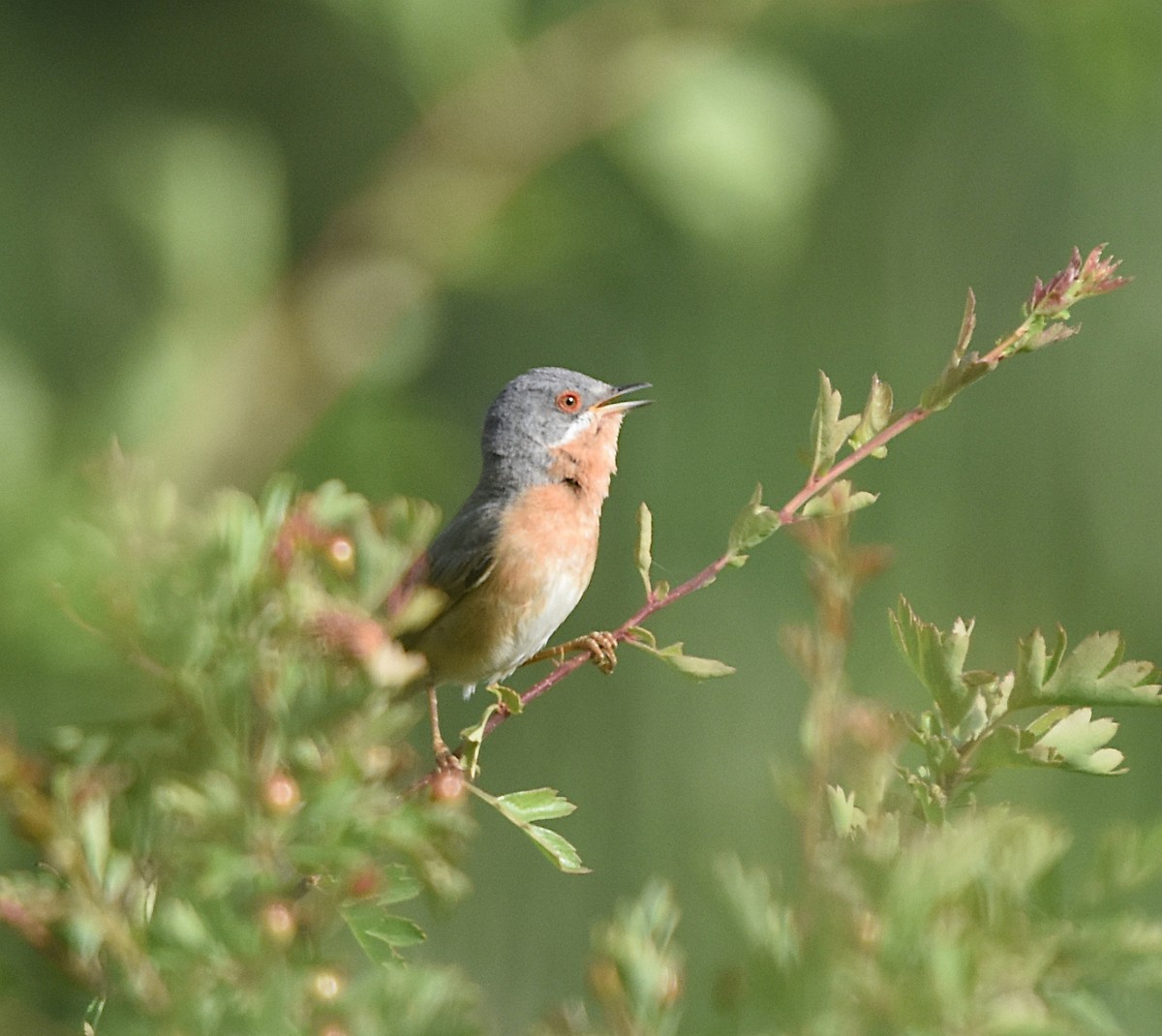 Western Subalpine Warbler - Isabel Gómez Carrasco