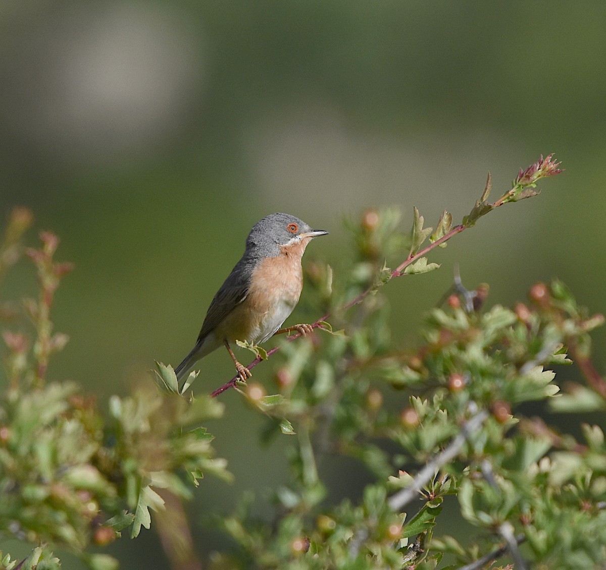 Western Subalpine Warbler - Isabel Gómez Carrasco