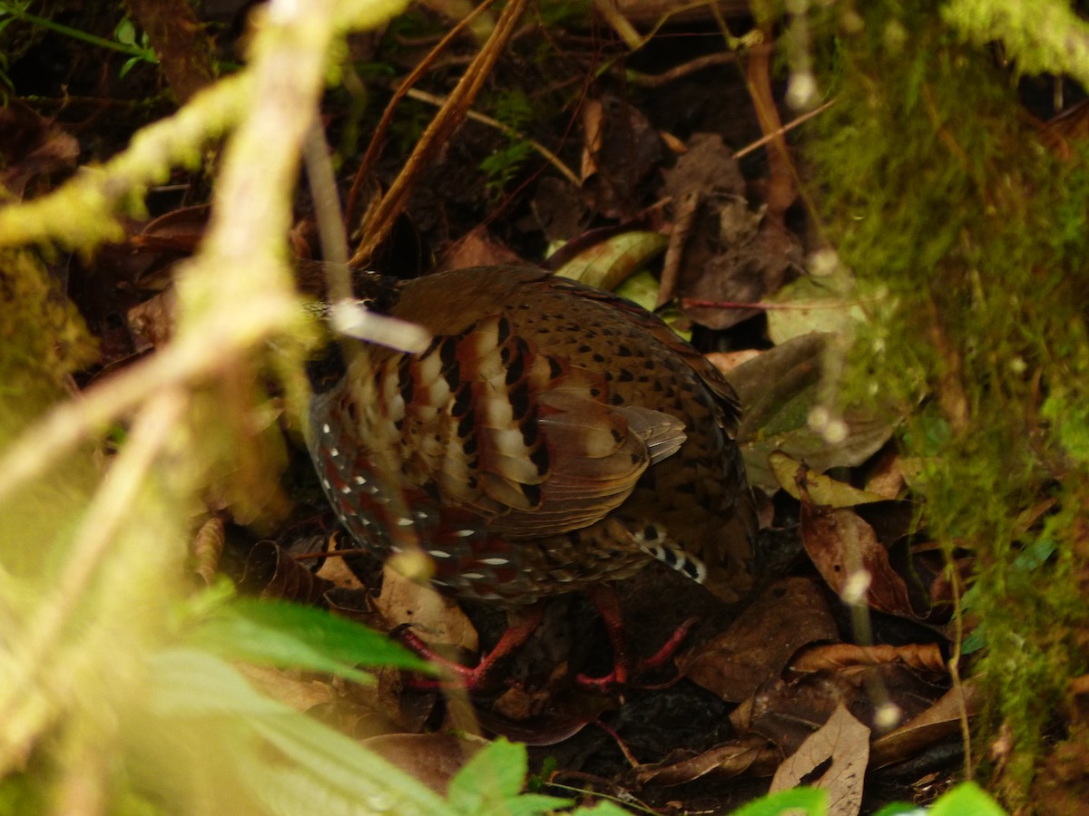 Rufous-throated Partridge - ML619623245