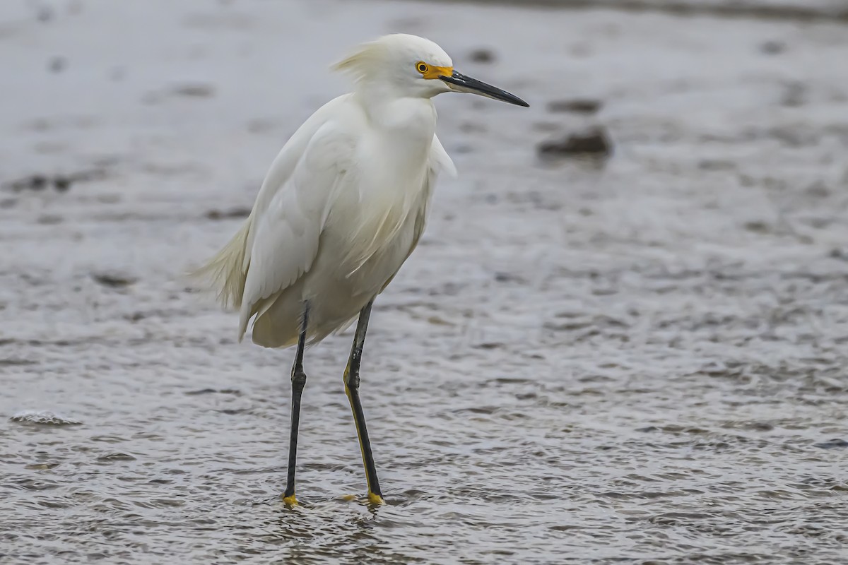 Snowy Egret - ML619623246