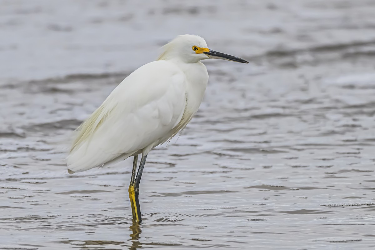 Snowy Egret - ML619623249