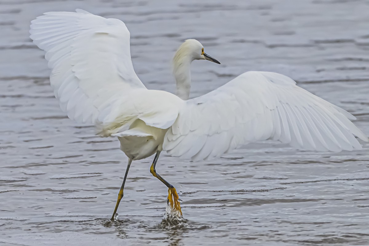 Snowy Egret - ML619623250