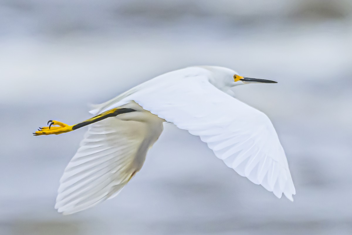 Snowy Egret - Amed Hernández