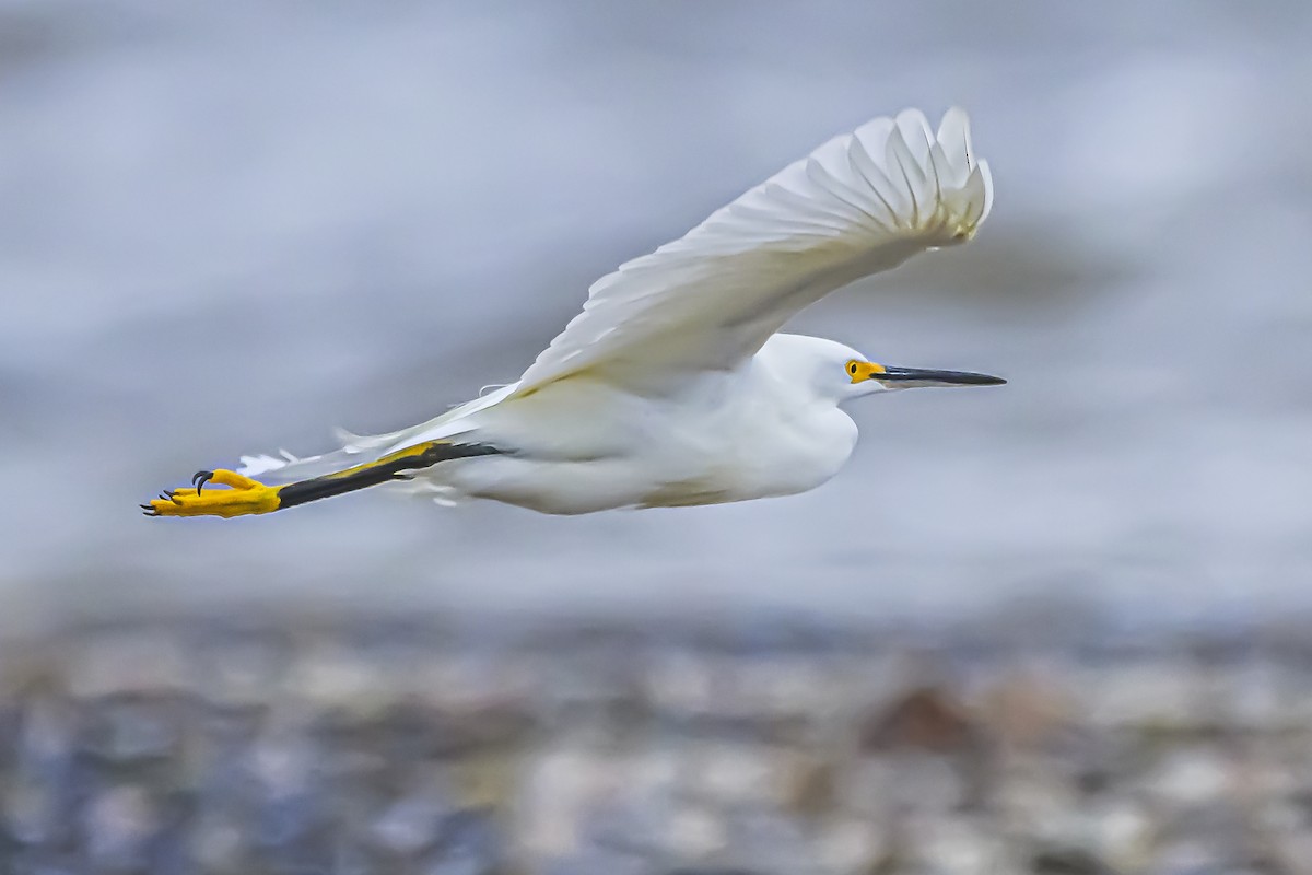 Snowy Egret - Amed Hernández