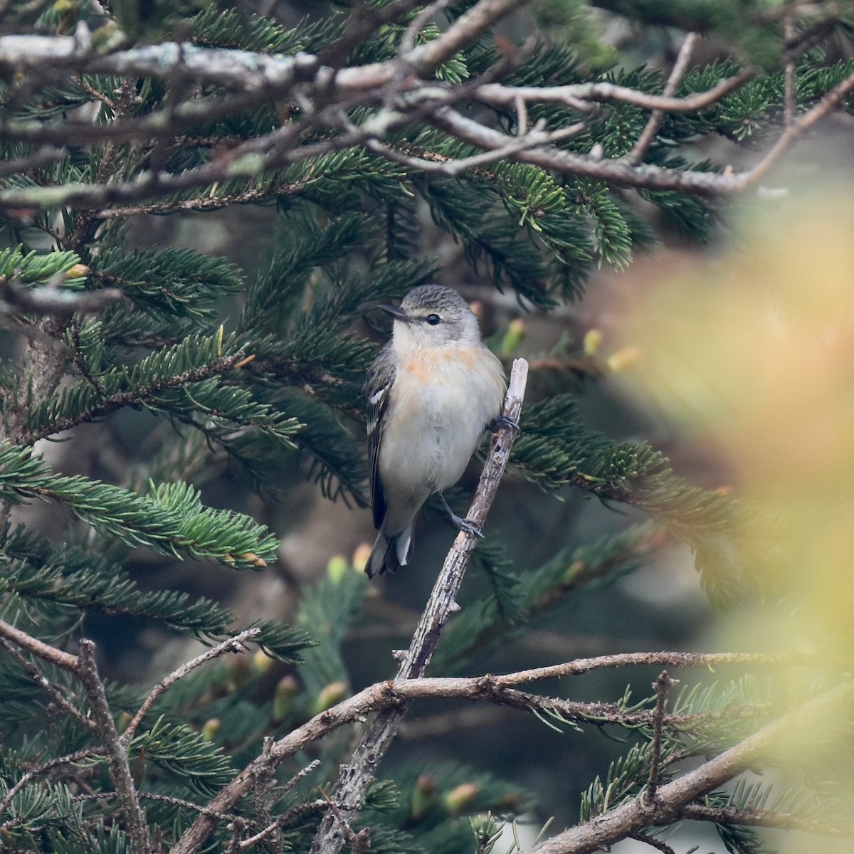 Bay-breasted Warbler - Shauna Rasband