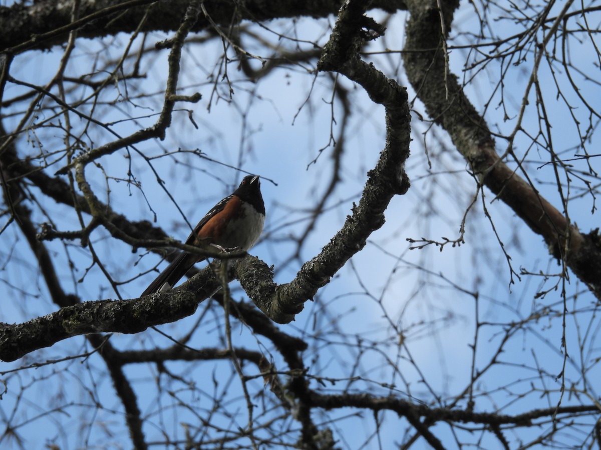 Spotted Towhee - ML619623257