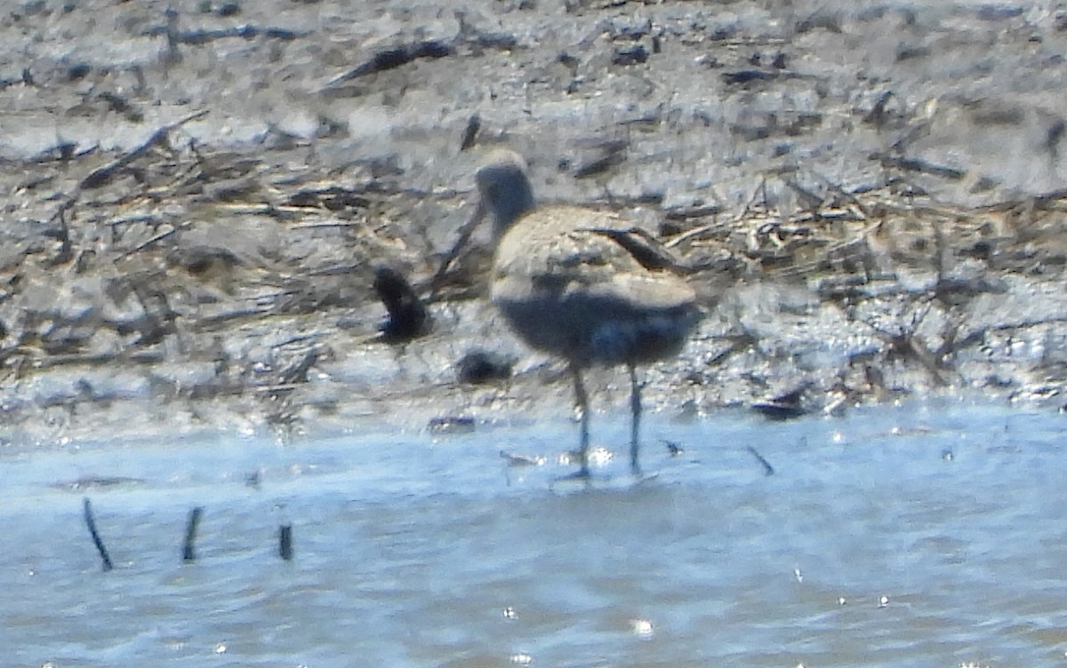 Marbled Godwit - Bonnie Heinecke