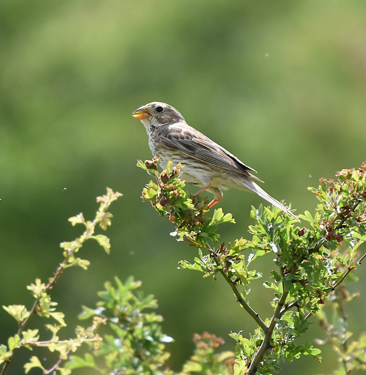 Corn Bunting - Isabel Gómez Carrasco