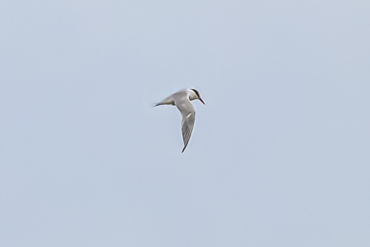 South American Tern - ML619623266