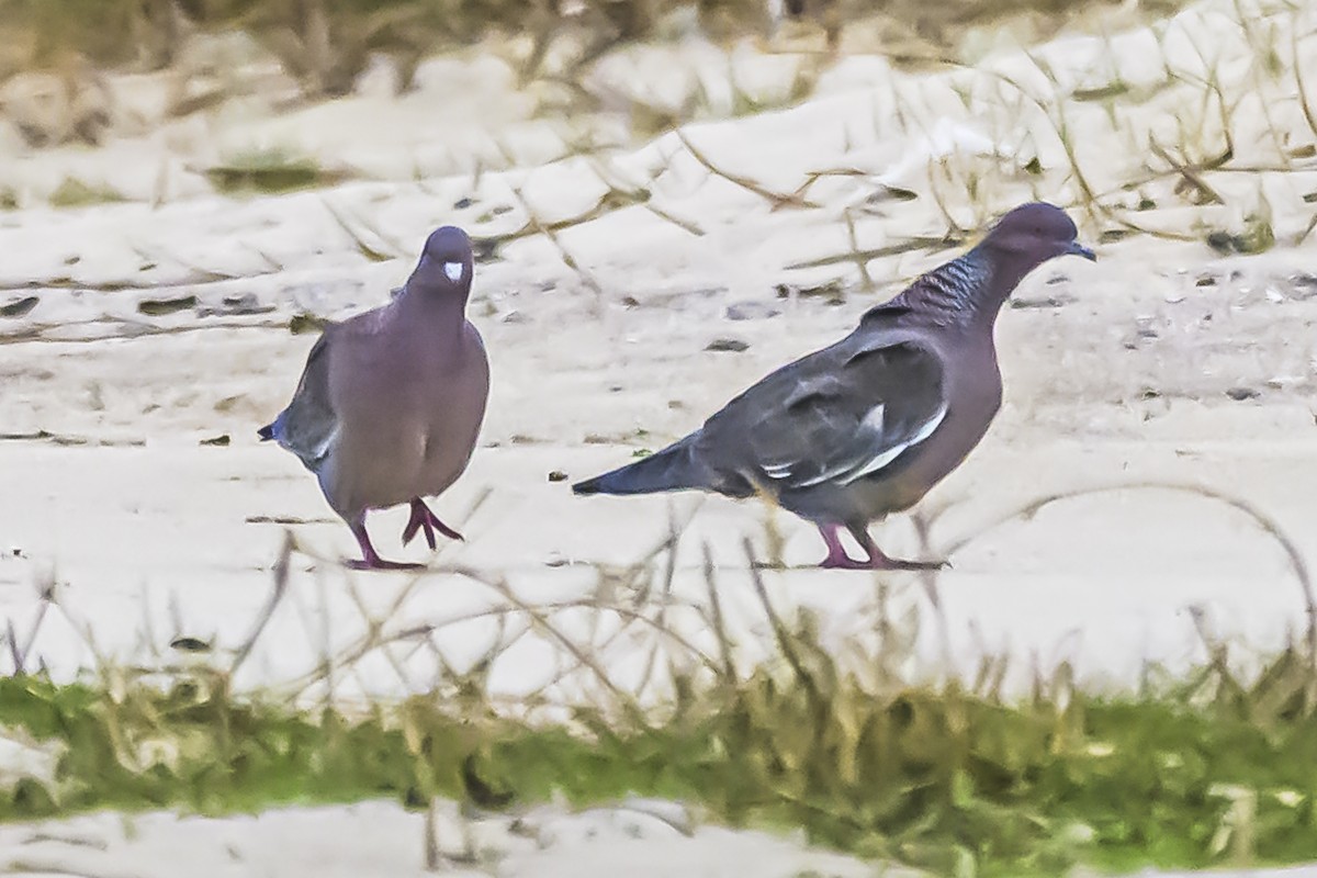 Picazuro Pigeon - ML619623269