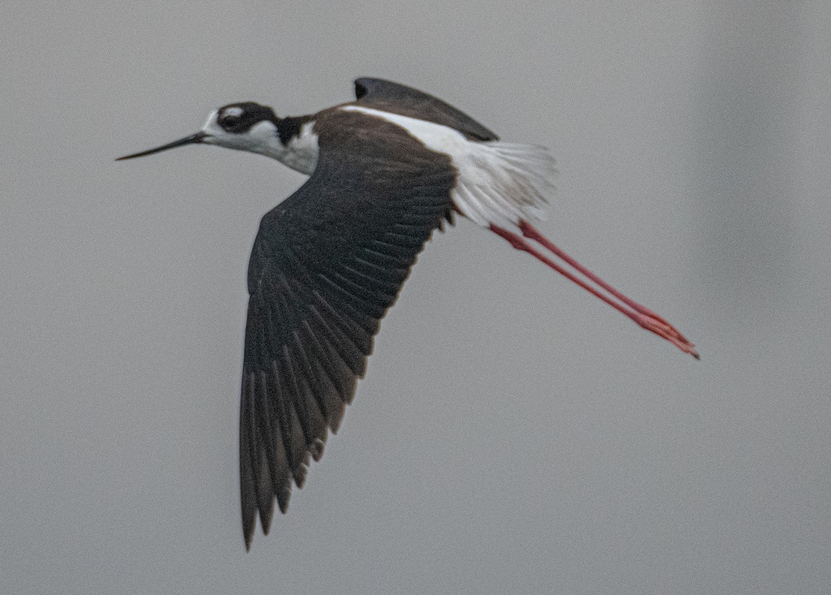 Black-necked Stilt - Pat Tomsho