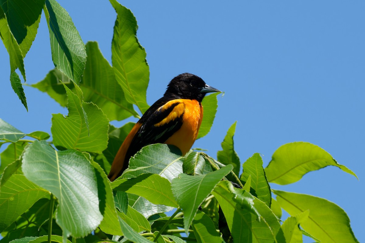 Orchard Oriole - ML619623271