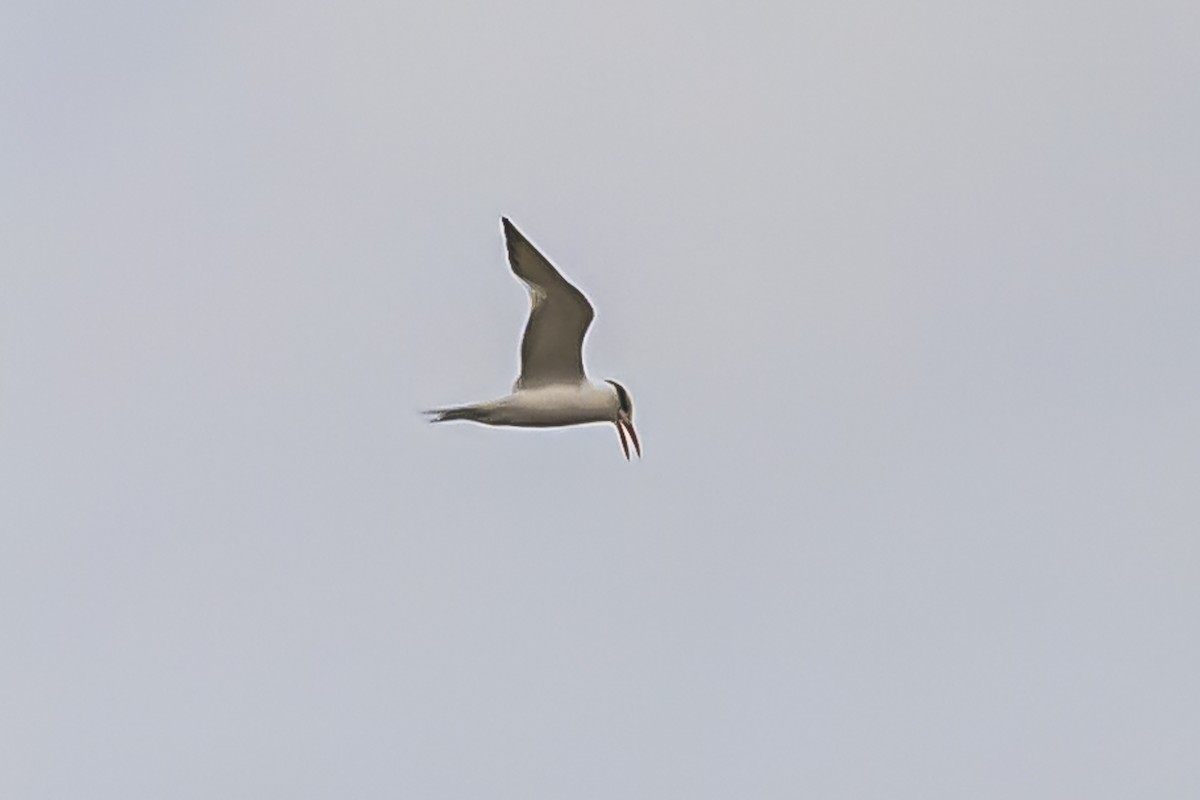 South American Tern - Amed Hernández