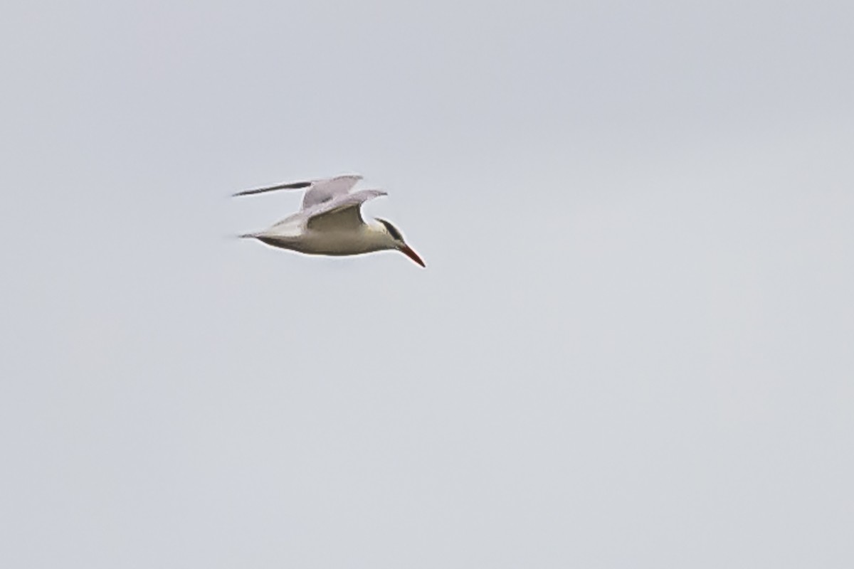 South American Tern - ML619623279