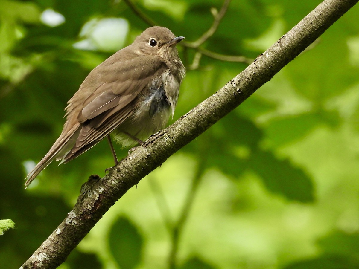 Swainson's Thrush - ML619623281