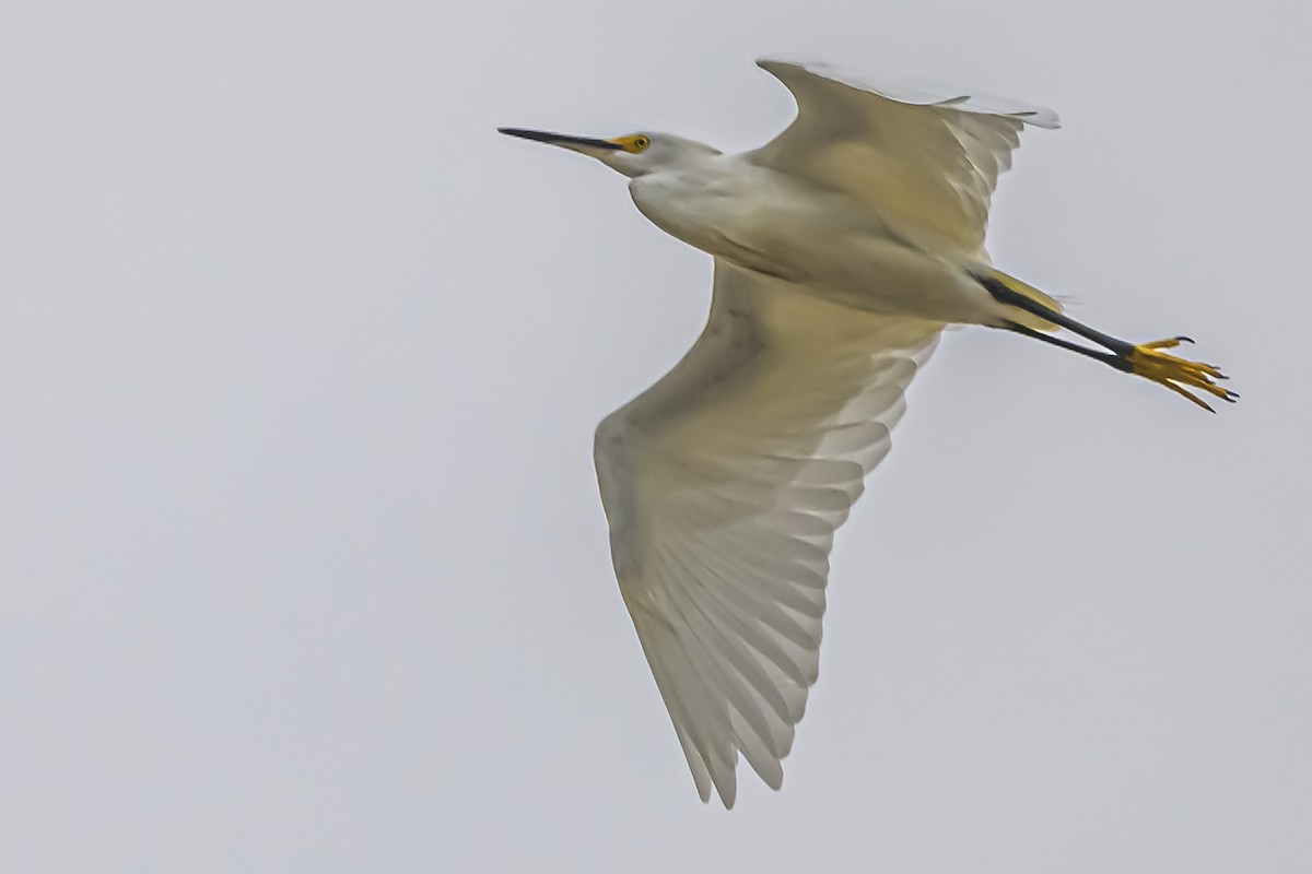 Snowy Egret - ML619623286