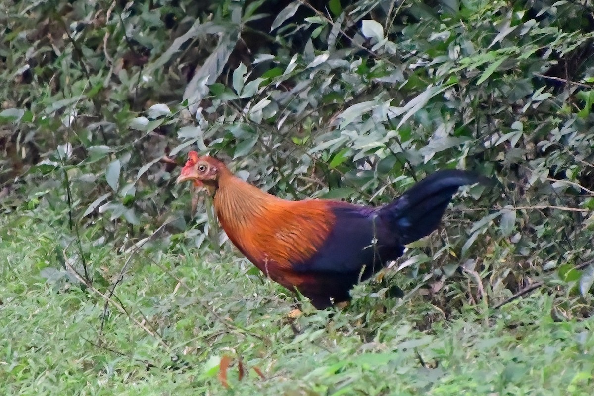 Sri Lanka Junglefowl - Eileen Gibney