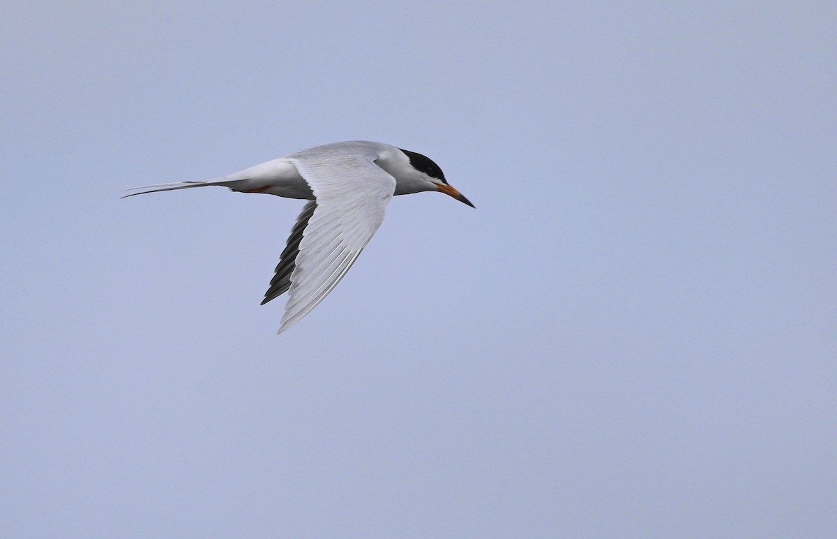 Forster's Tern - steve sampson