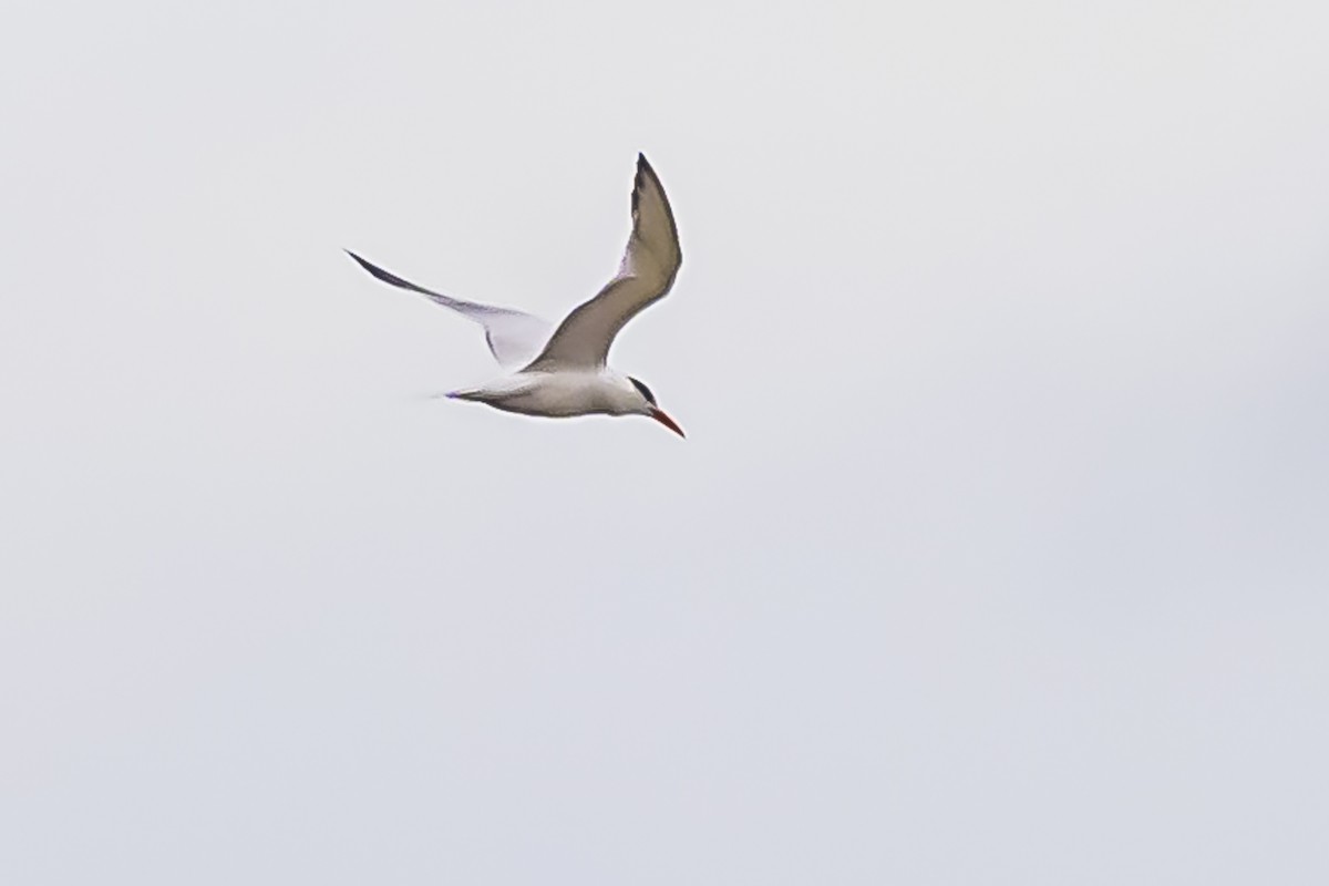 South American Tern - ML619623293