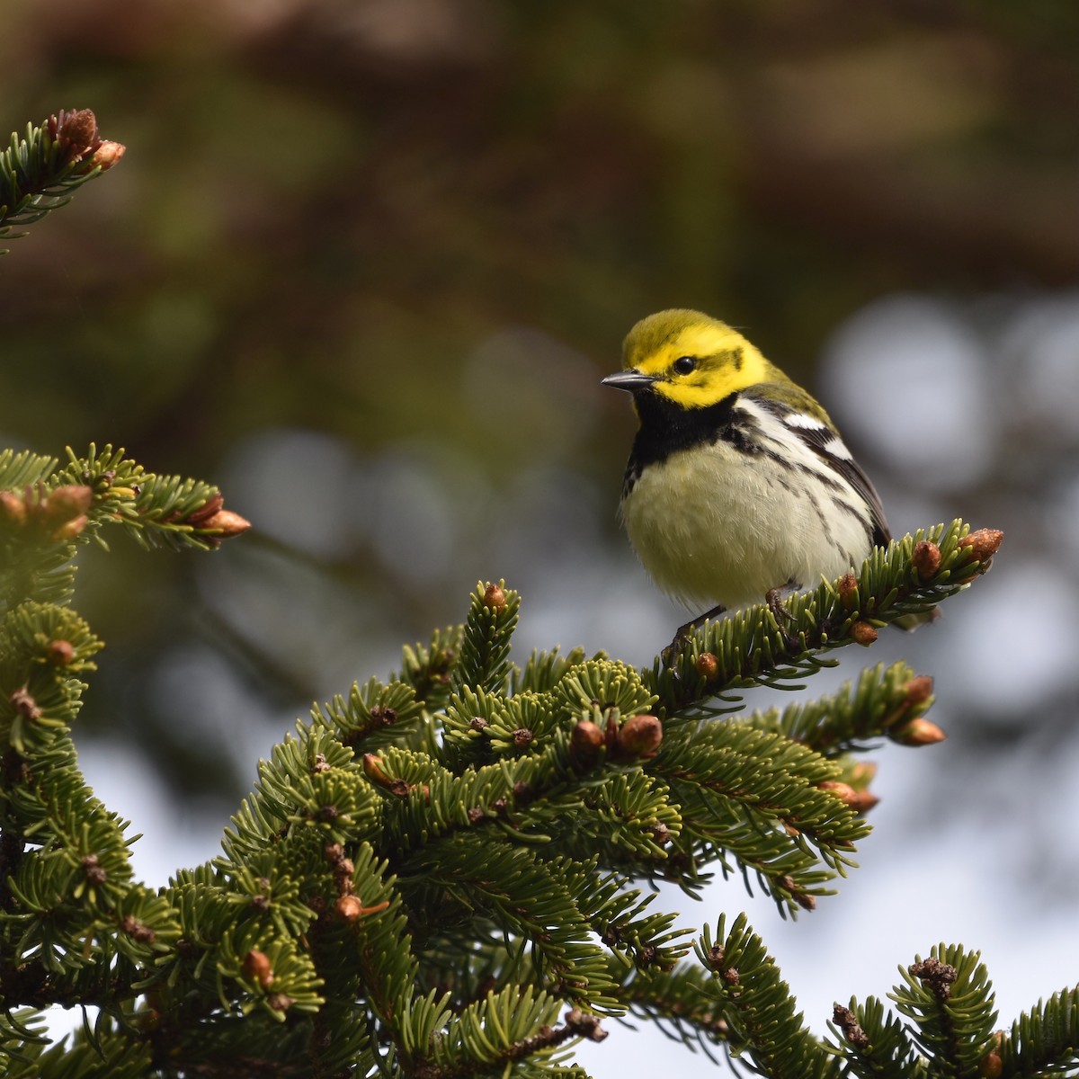 Black-throated Green Warbler - Shauna Rasband