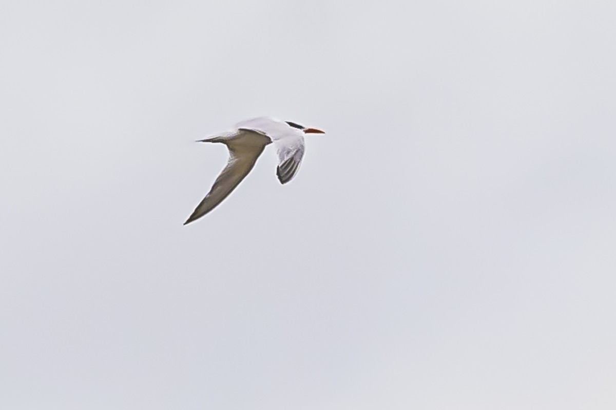 South American Tern - ML619623296