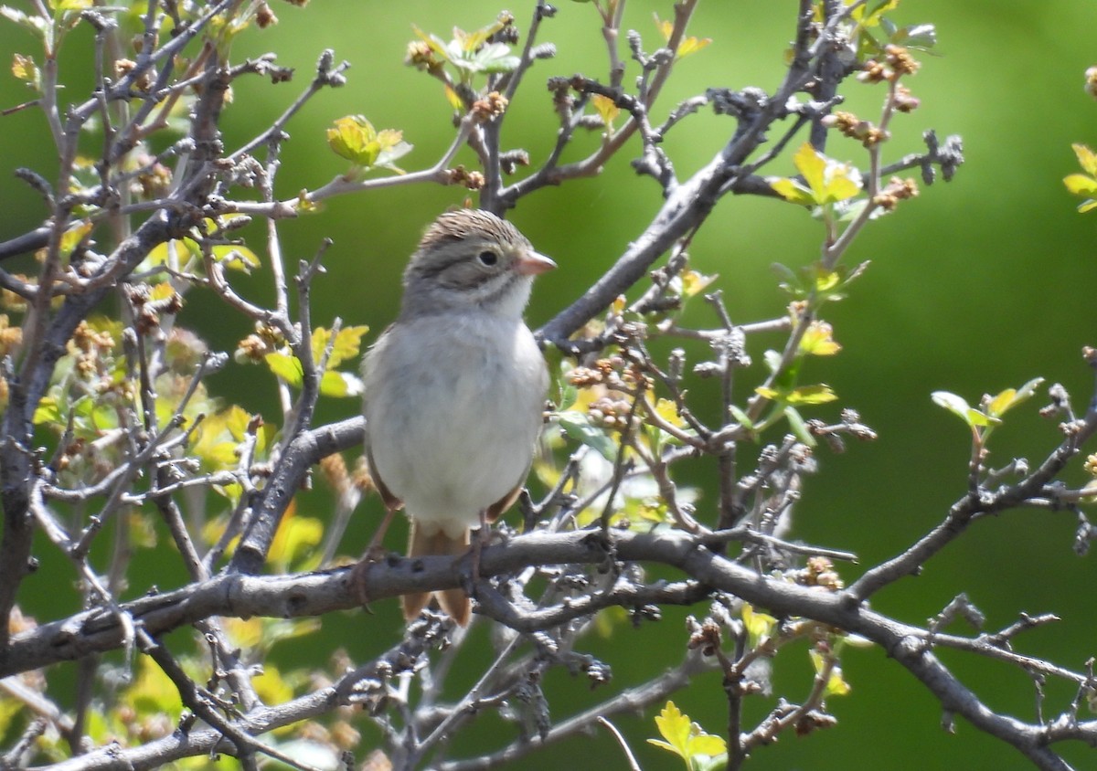 Brewer's Sparrow - ML619623297