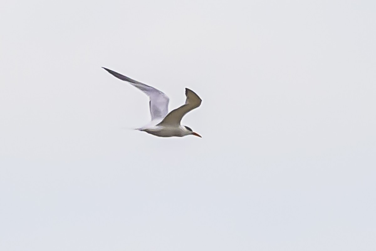 South American Tern - ML619623298