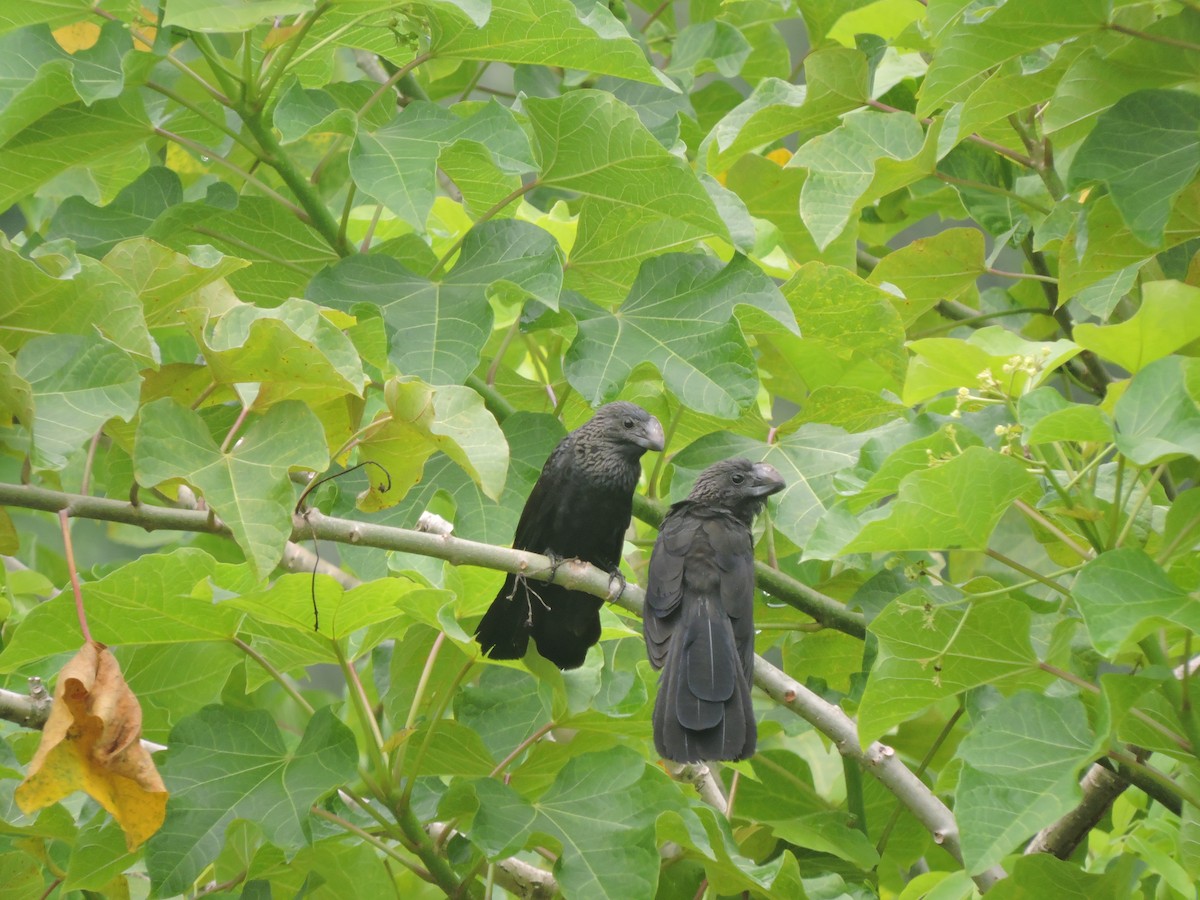 Smooth-billed Ani - ML619623301