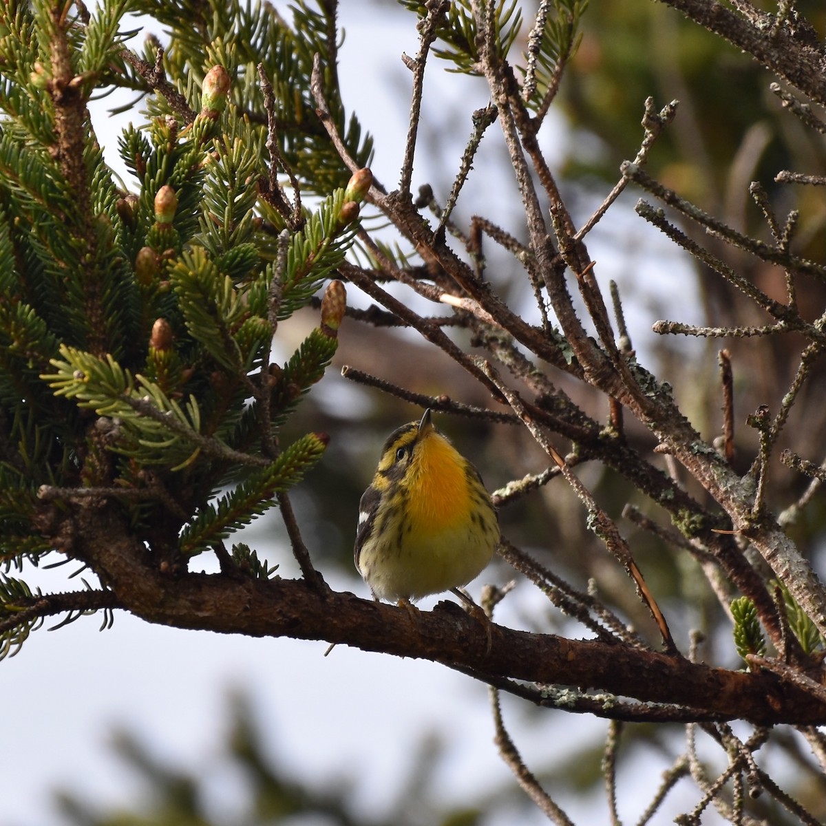 Blackburnian Warbler - ML619623309