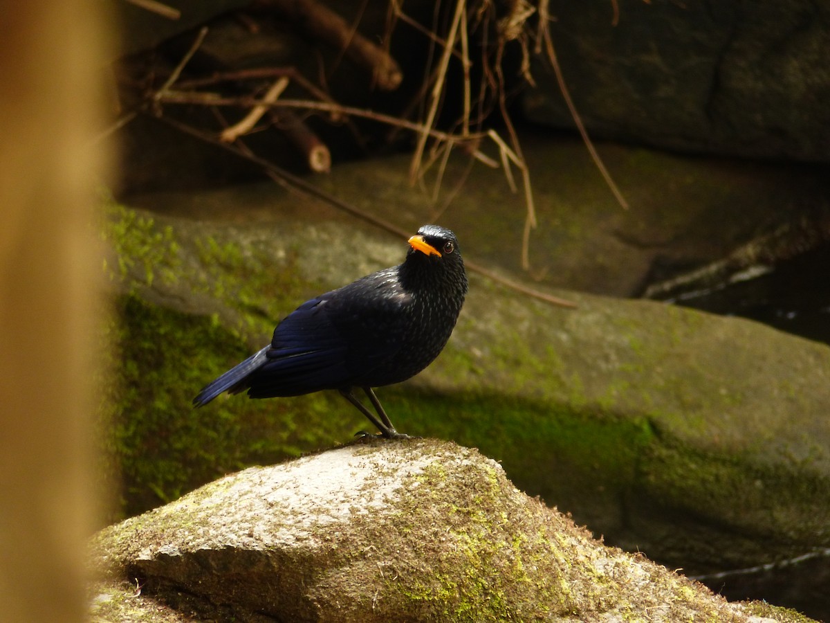 Blue Whistling-Thrush (Yellow-billed) - Andrey Ralev
