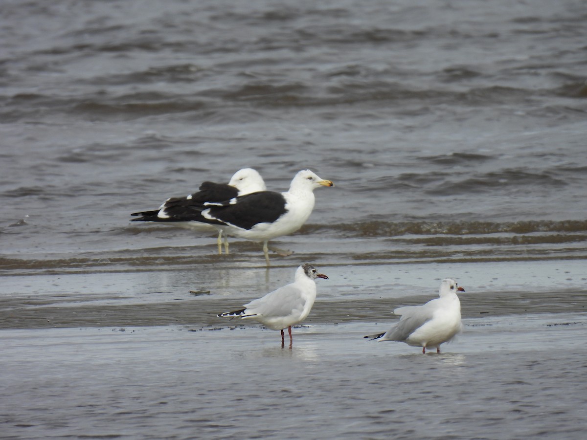 Brown-hooded Gull - ML619623315