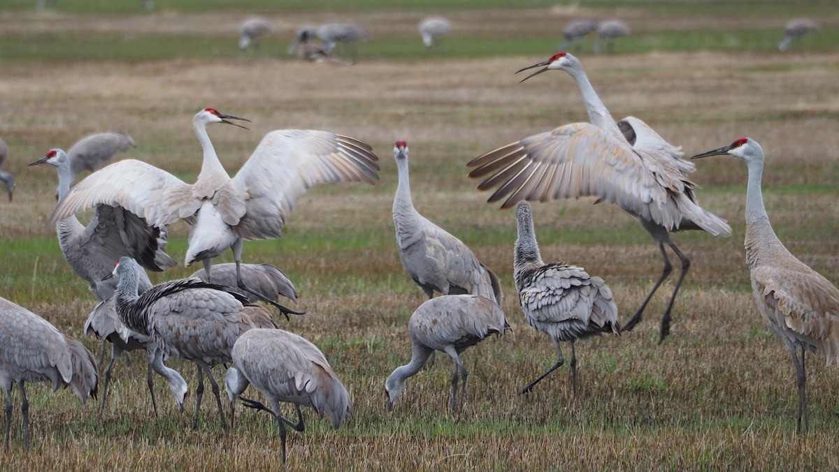 Sandhill Crane - Dick Cartwright