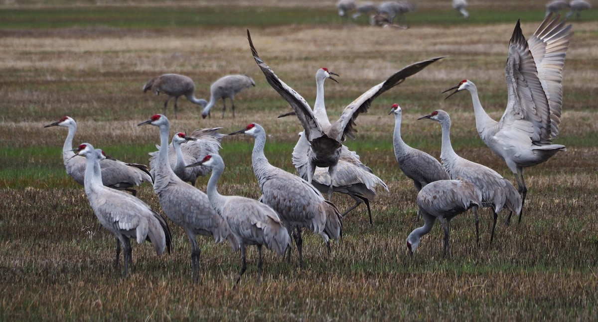 Sandhill Crane - Dick Cartwright