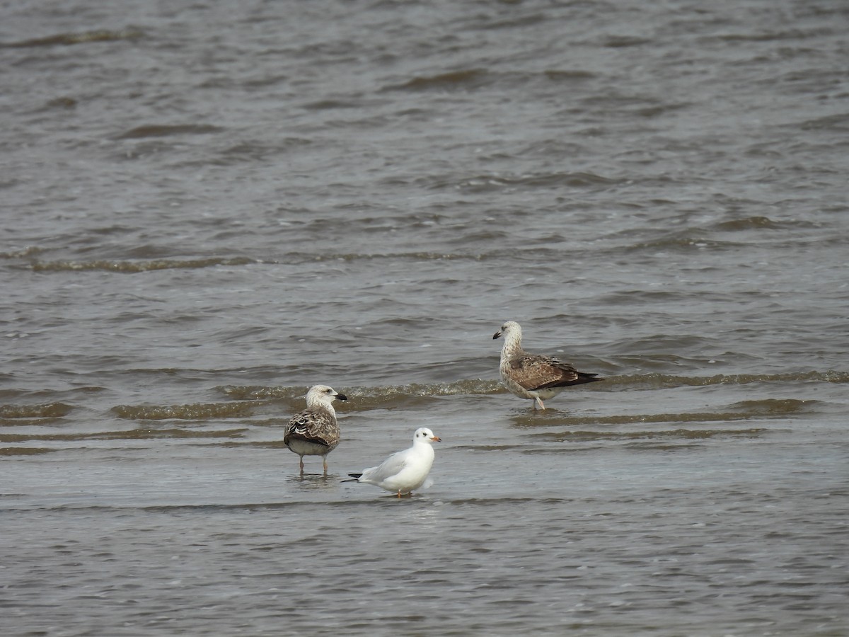 Brown-hooded Gull - Silvana Mallo