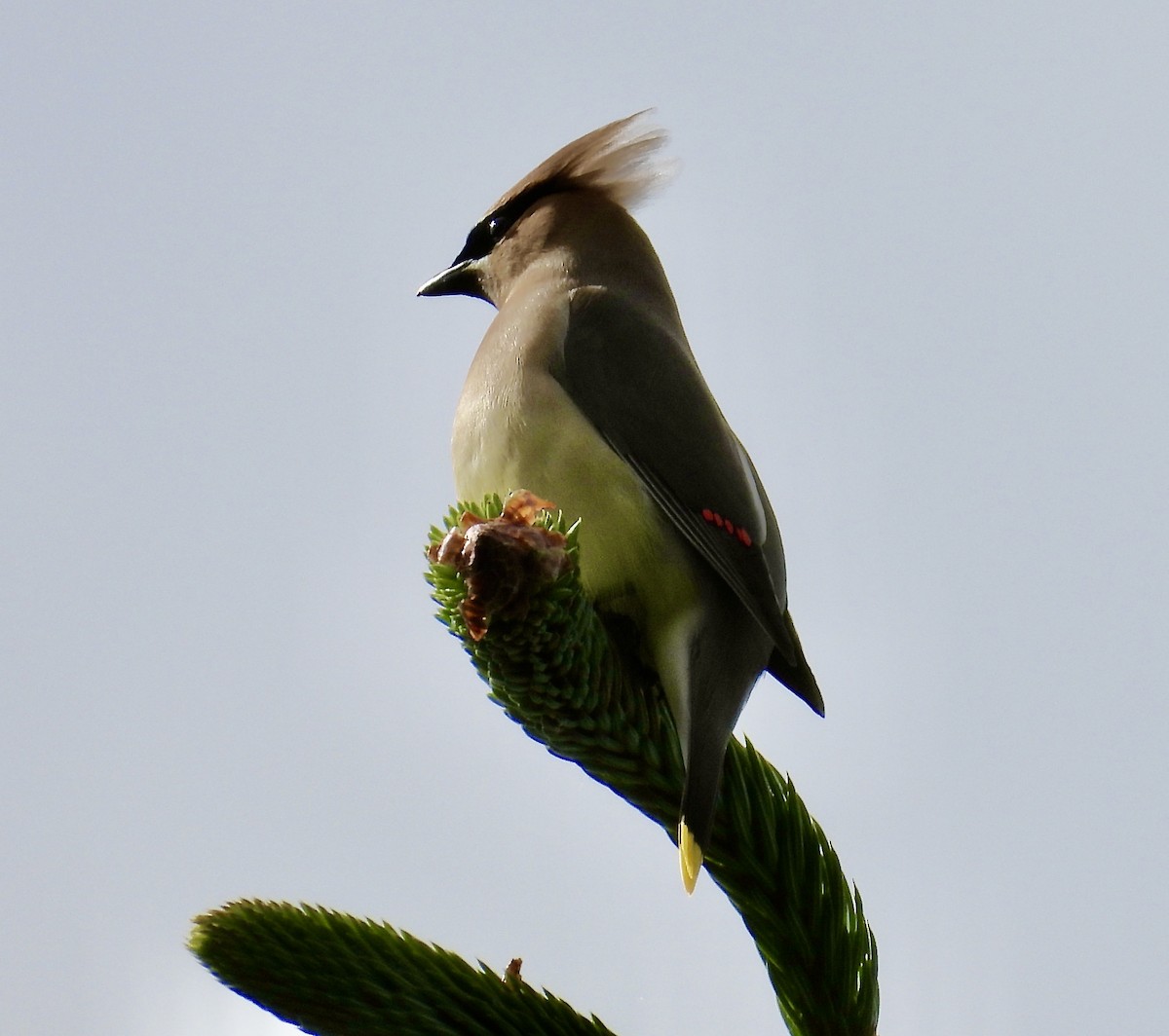 Cedar Waxwing - ML619623337