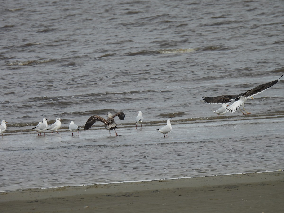 Brown-hooded Gull - ML619623350