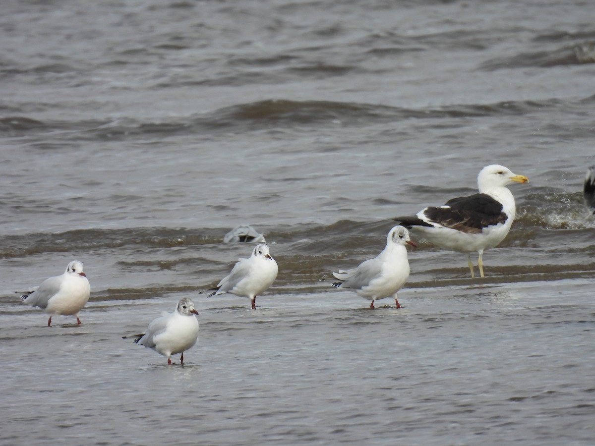 Brown-hooded Gull - ML619623351