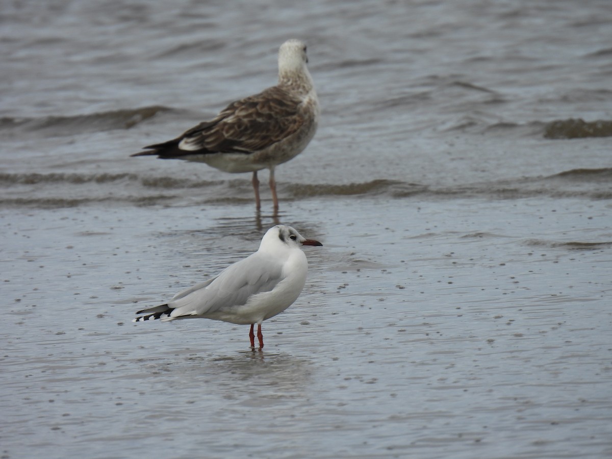 Brown-hooded Gull - Silvana Mallo