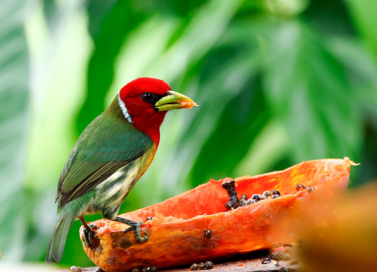 Red-headed Barbet - Cristina Rappa