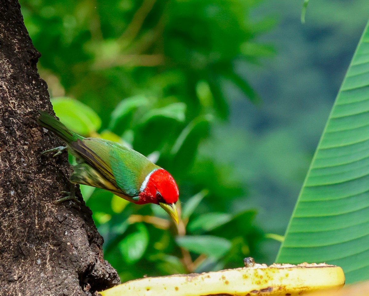 Red-headed Barbet - ML619623362