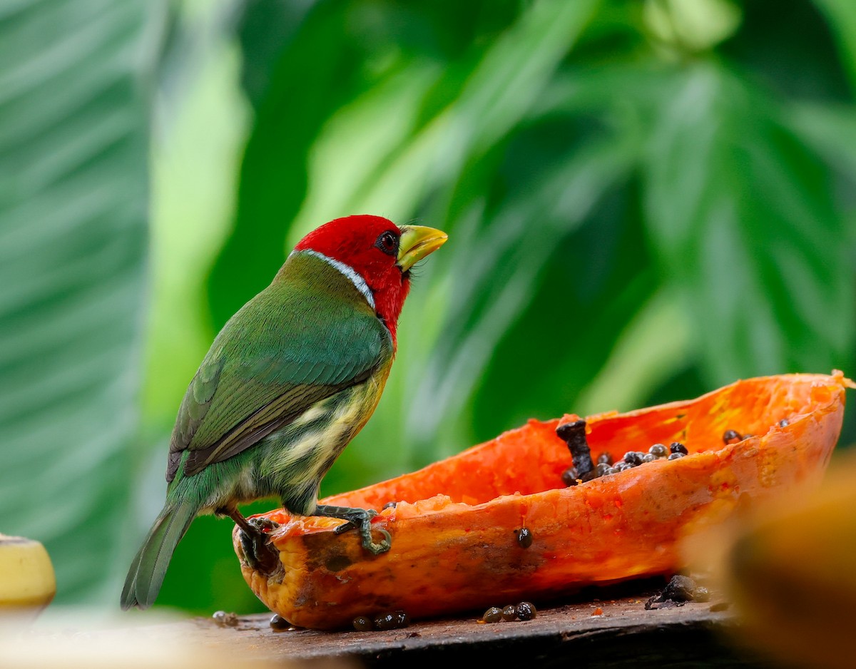 Red-headed Barbet - Cristina Rappa