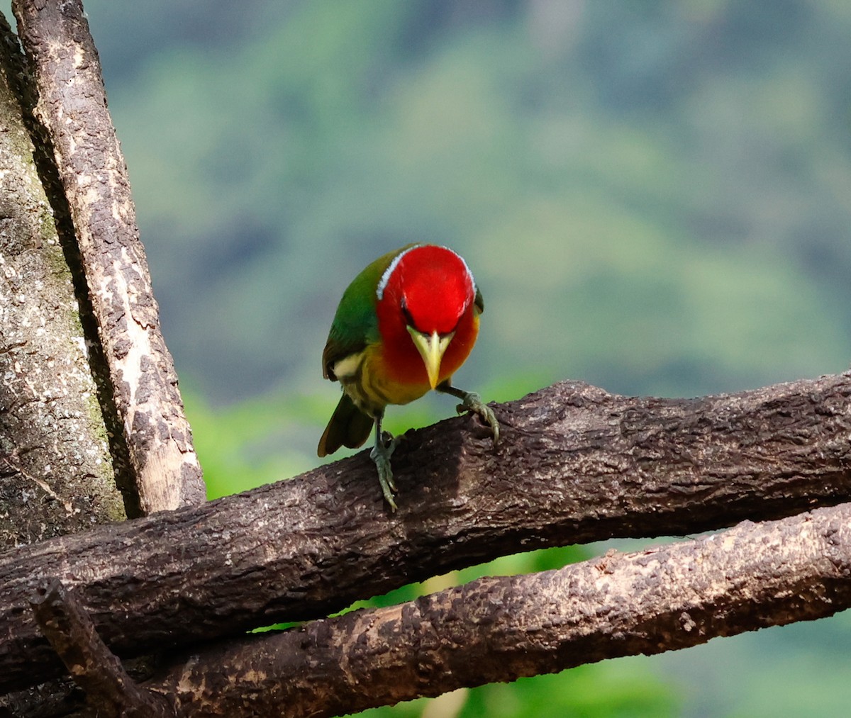 Red-headed Barbet - ML619623364