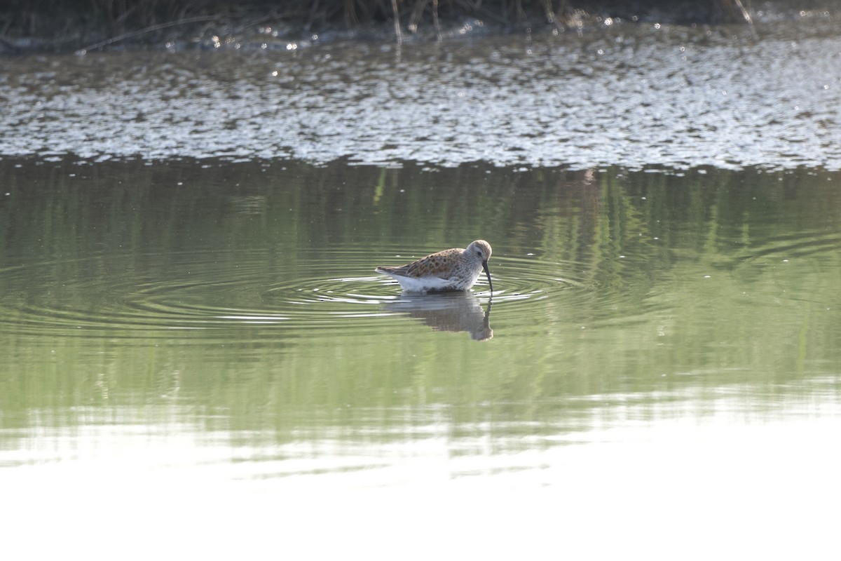 Dunlin - Chad Hutchinson