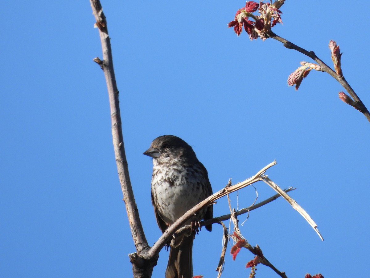 Fox Sparrow - Mark Donahue