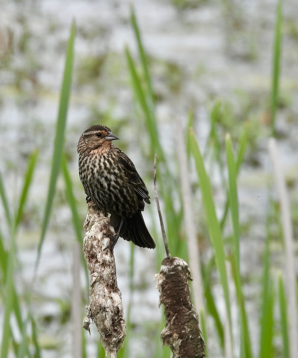 Red-winged Blackbird - ML619623399