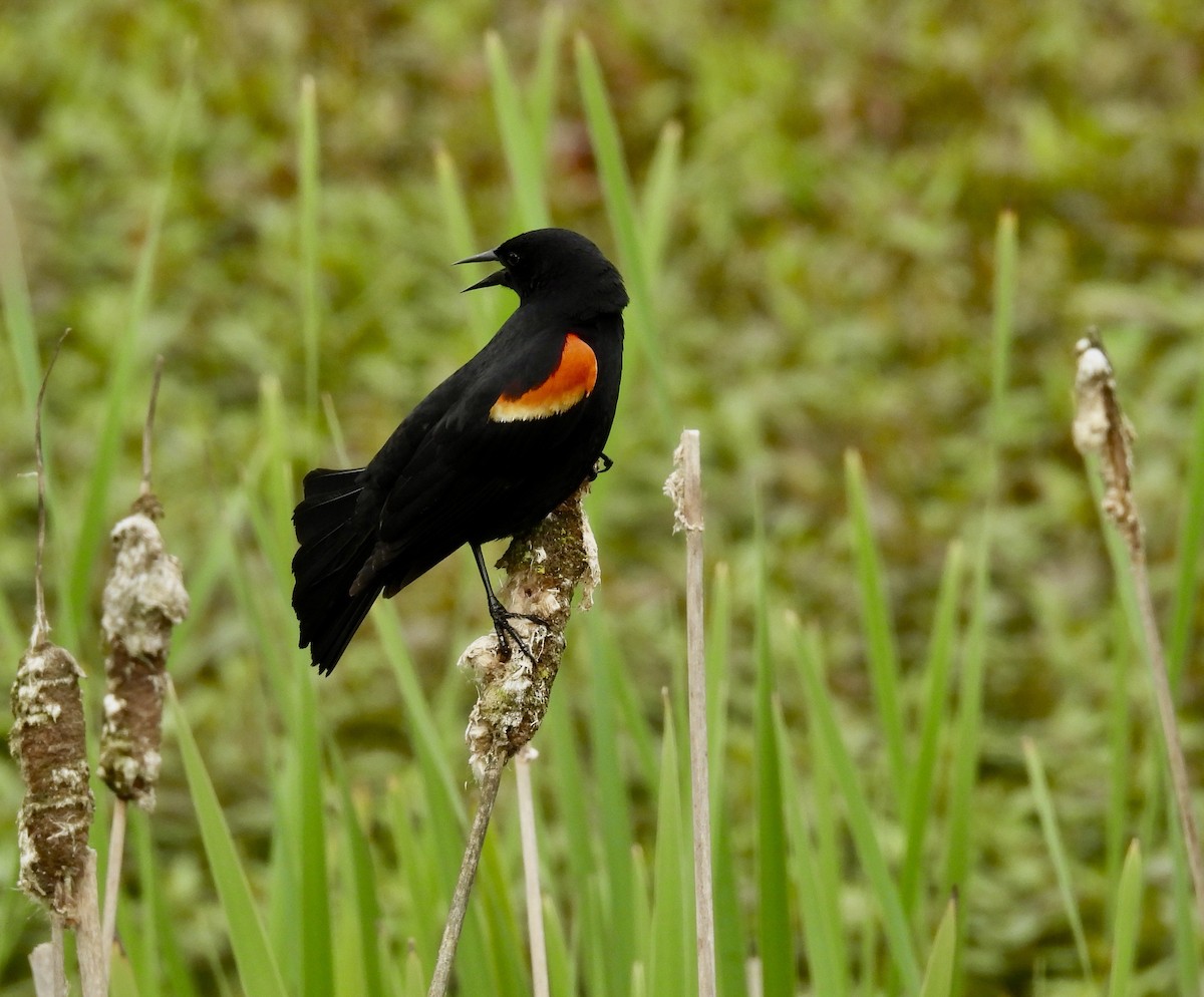 Red-winged Blackbird - ML619623401