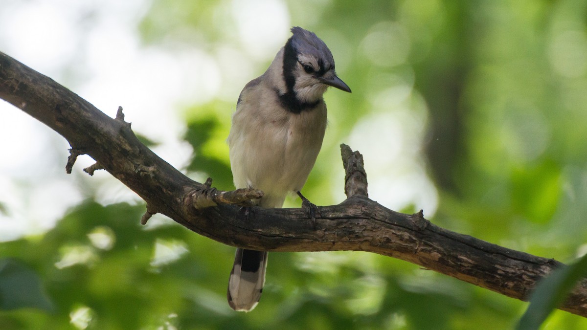 Blue Jay - Stella Tea