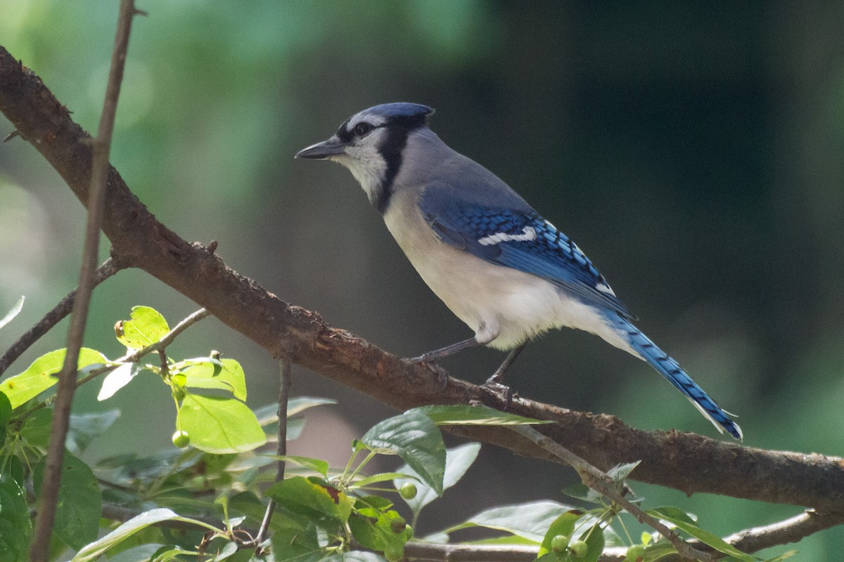 Blue Jay - Stella Tea