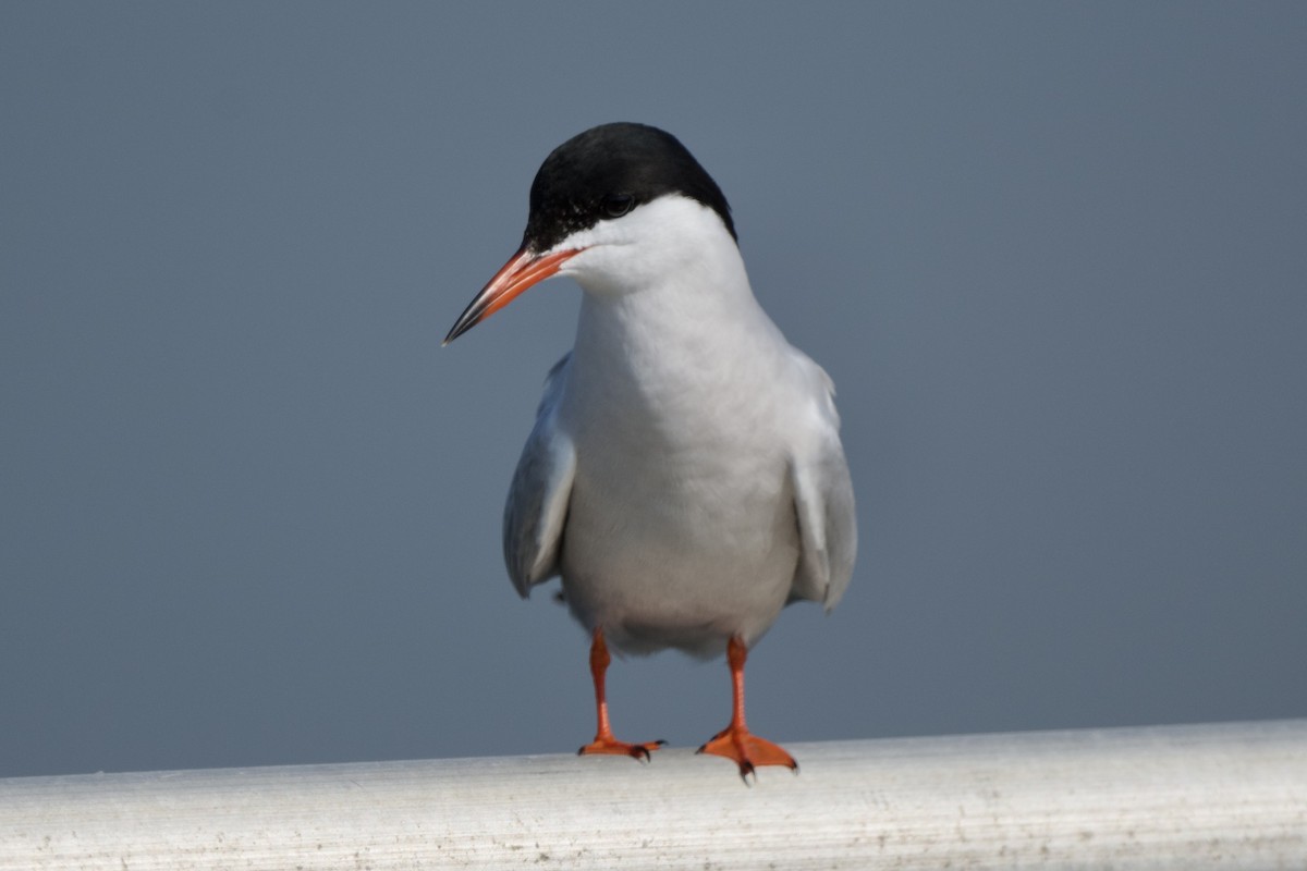 Forster's Tern - Chad Hutchinson